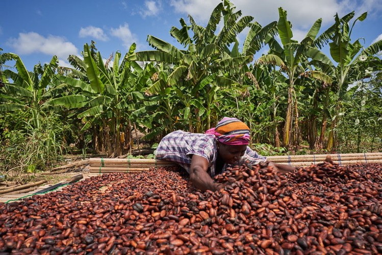 ガーナがカカオ豆の価値を十分に引き出していない理由と、それを変える可能性について